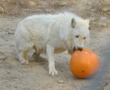 Arctic Wolf