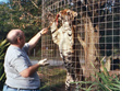 SVC Feeding Tiger